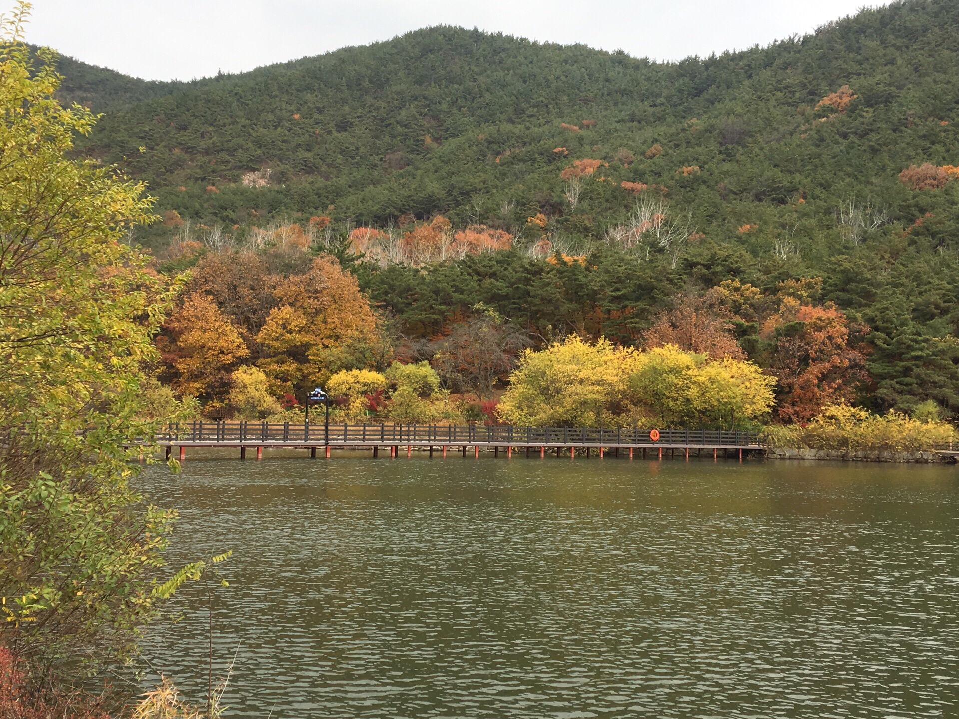 韩国龟尾金乌山的黄色枫叶很是有特色