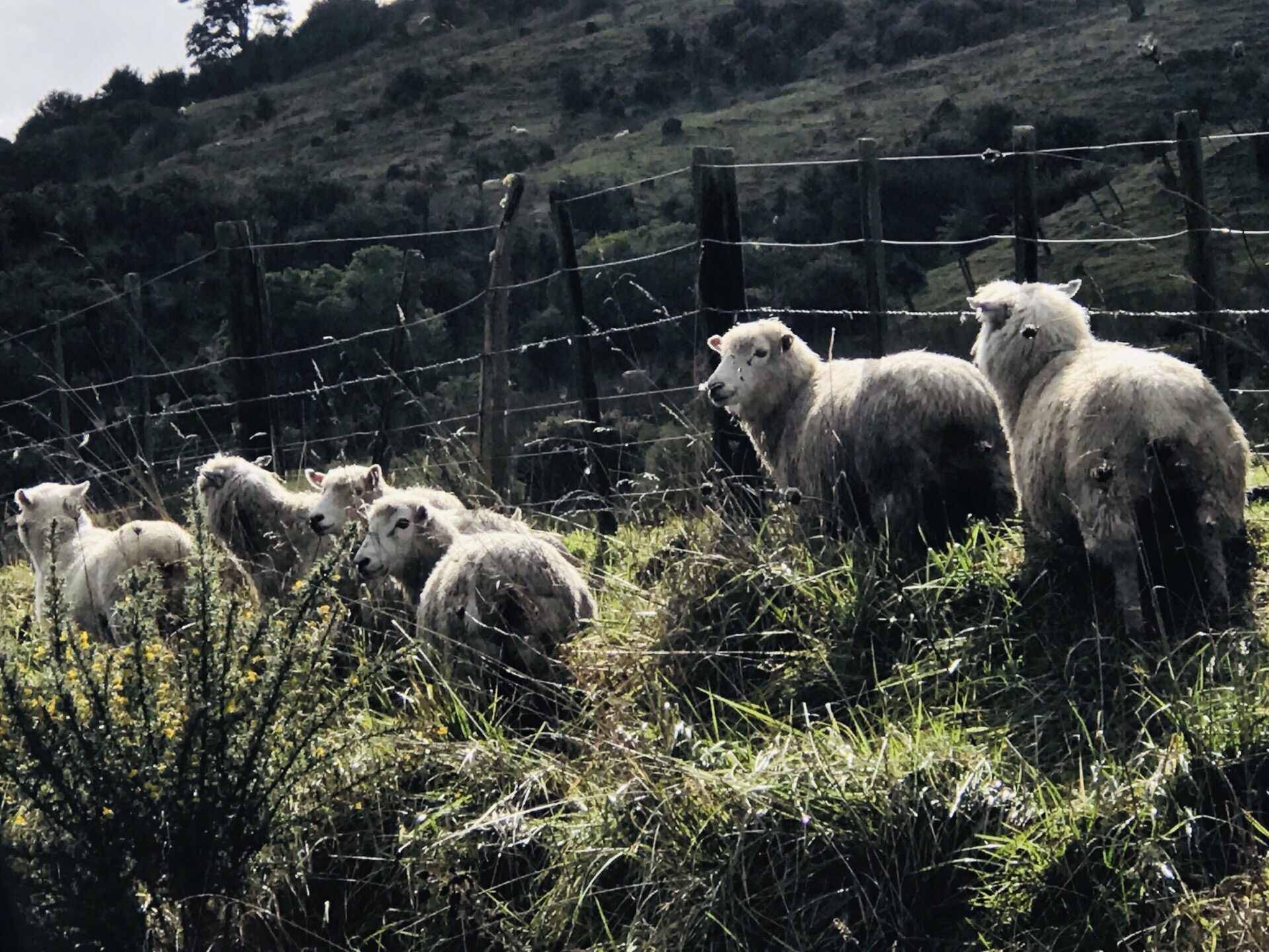 新西兰牛羊遍地，也是一种美