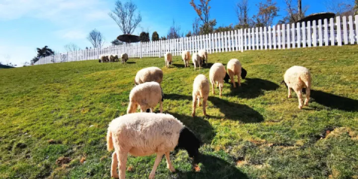 古滇朵拉萌寵樂園