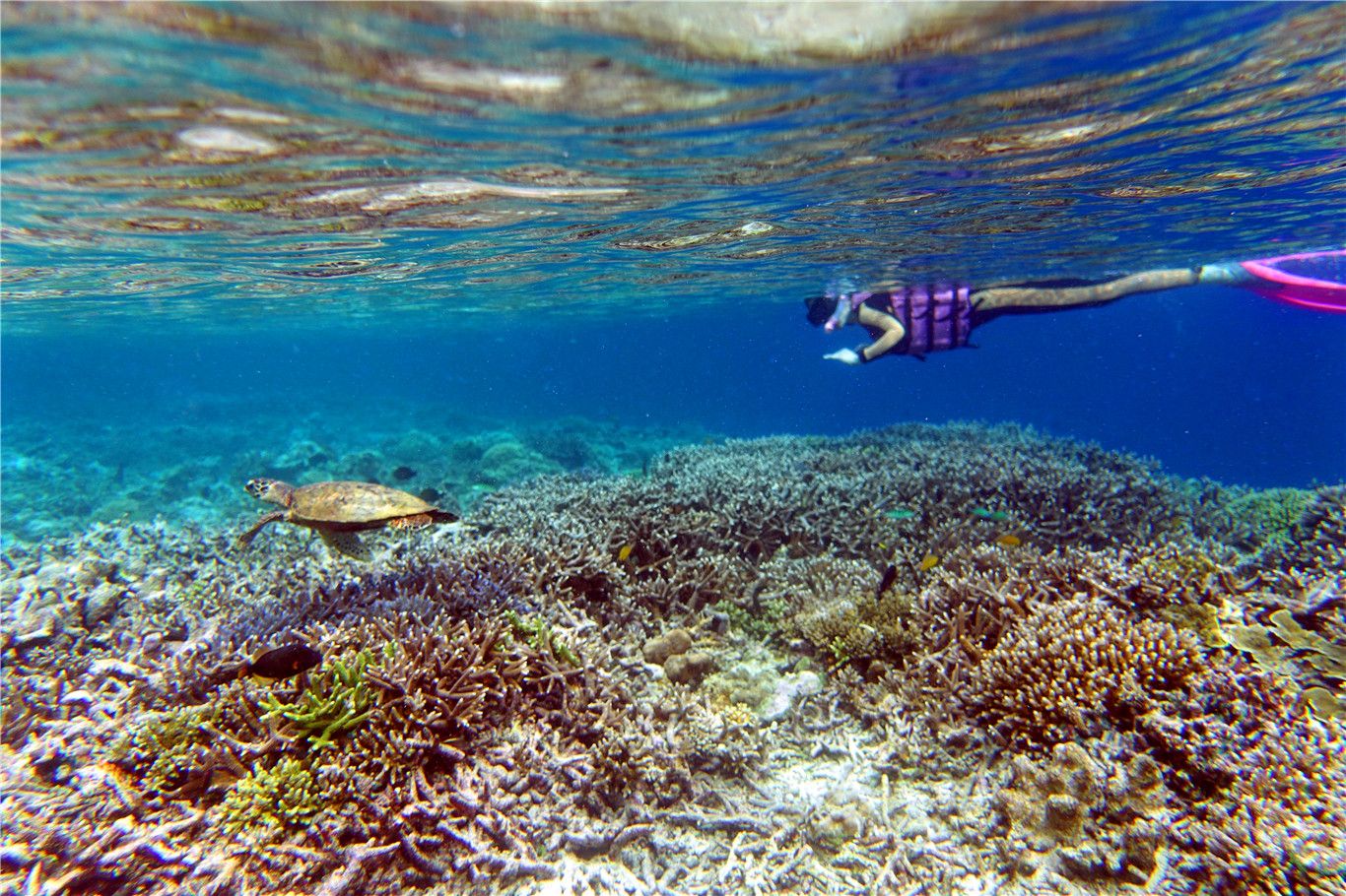 印尼达拉湾卡卡班岛的浮潜！  卡卡班岛可不是只有水母，虽然深潜的话，这个点只是一般，没什么大货看，休