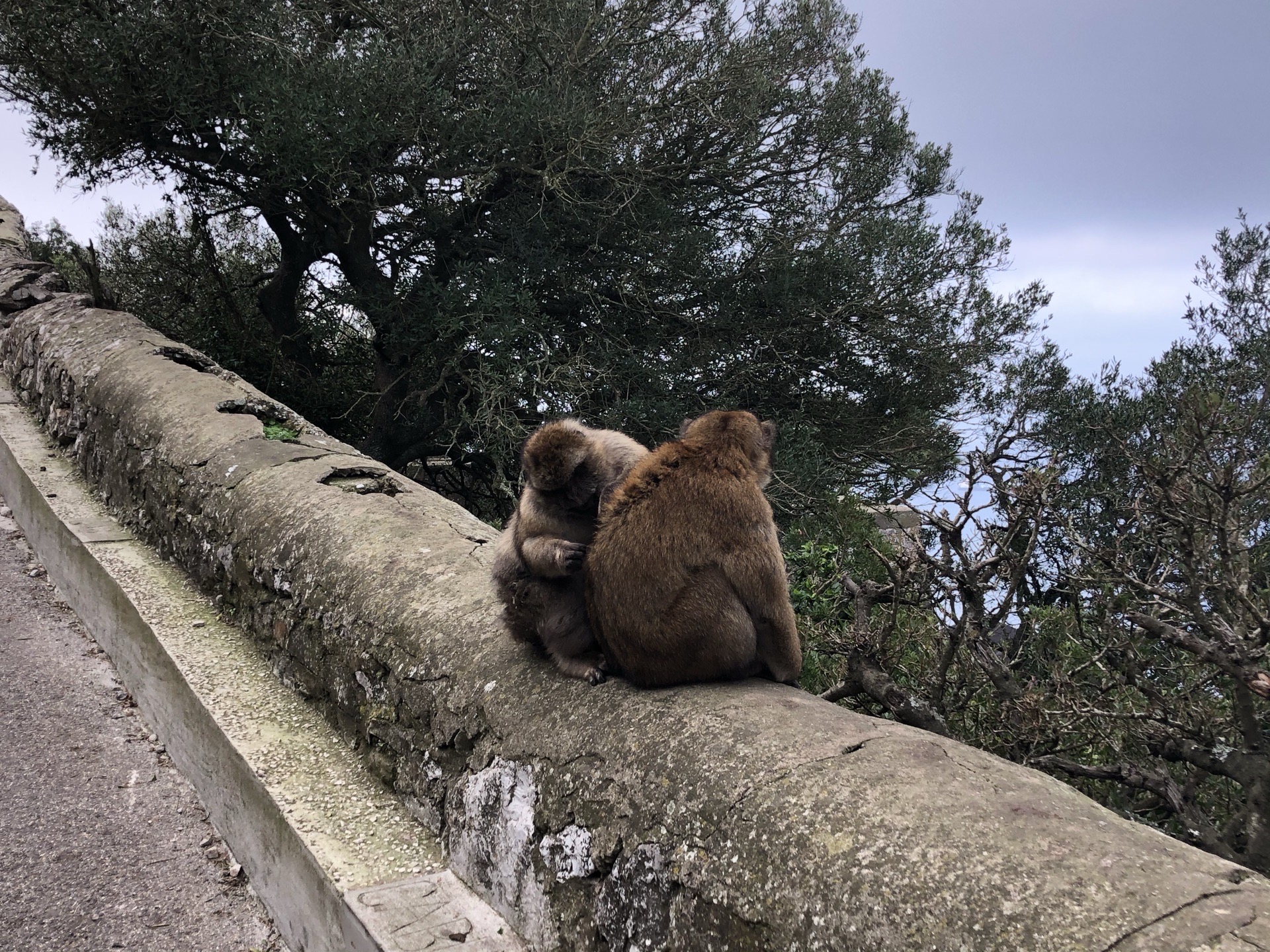 直布罗陀的猴子🐒  直布罗陀位于西班牙的南部，有一块非常标志性的大岩石。远看是大石头，走进了当然就是