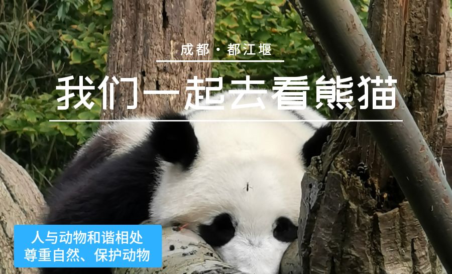 【我爱我的城|成都】熊猫乐园---带国外友人都江堰看熊猫  ⛰【景点攻略】 📍详细地址： 成都•都江