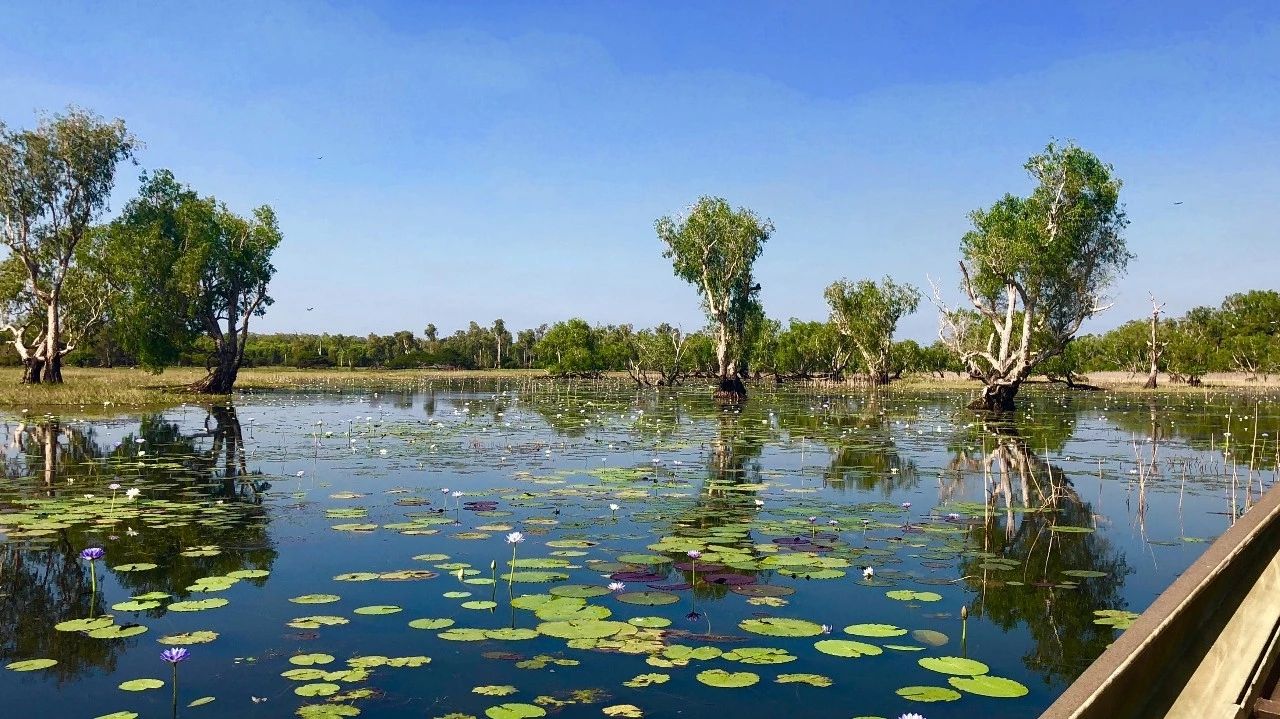🚗距离澳大利亚北领地的达尔文市约2小时车程的玛丽河湿地(Mary River Wetlands)，也