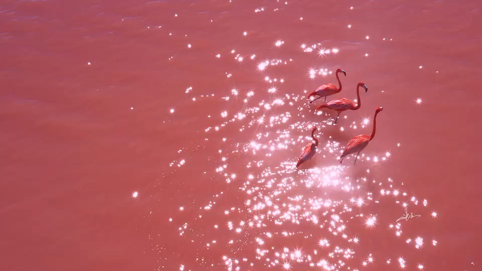火烈鸟与粉红湖，一次性满足少女心！ 墨西哥·北美洲