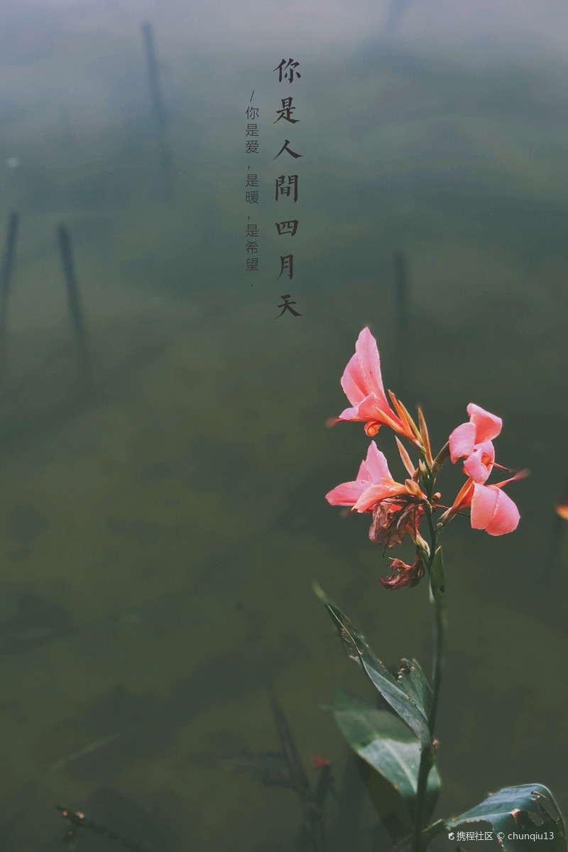 我说你是人间的四月天;