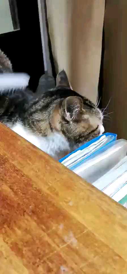 日本静冈沼津市港湾边旅馆偶遇高冷的猫猫