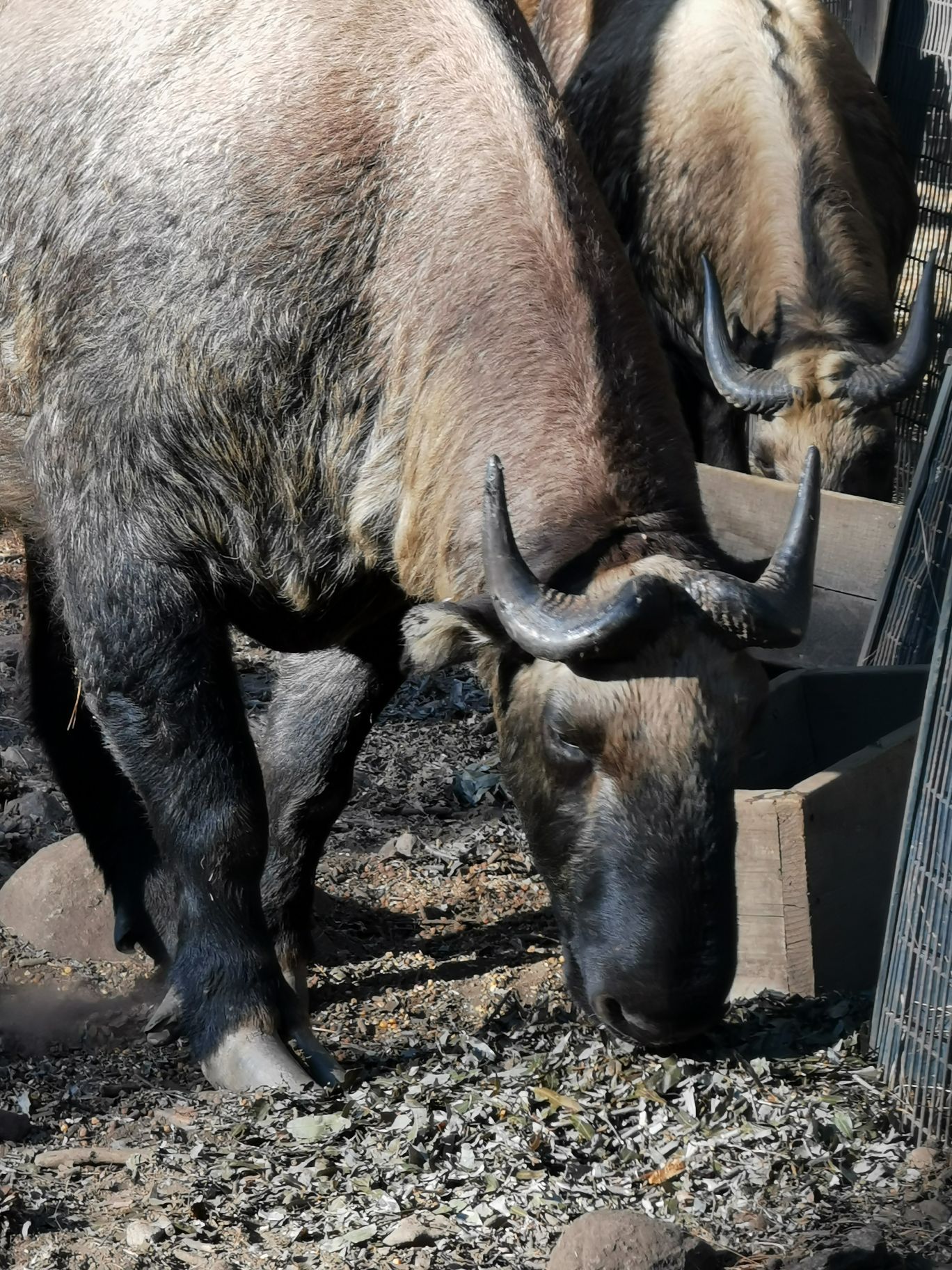 不丹的国宝 塔金 是一种头像羊身体像牛的动物，传说是一个大和尚 别人质疑他的能力，让他变个戏法，大和