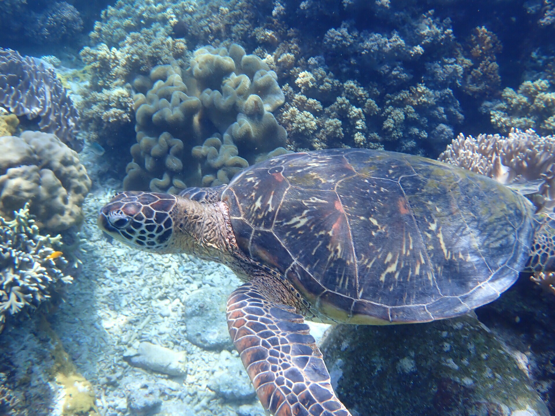 APO岛追逐海龟，好赞的行程！海龟好可爱，游泳起来姿势优美，我好喜欢💕巧遇了自由潜美女，棒棒哒🎊🍾️