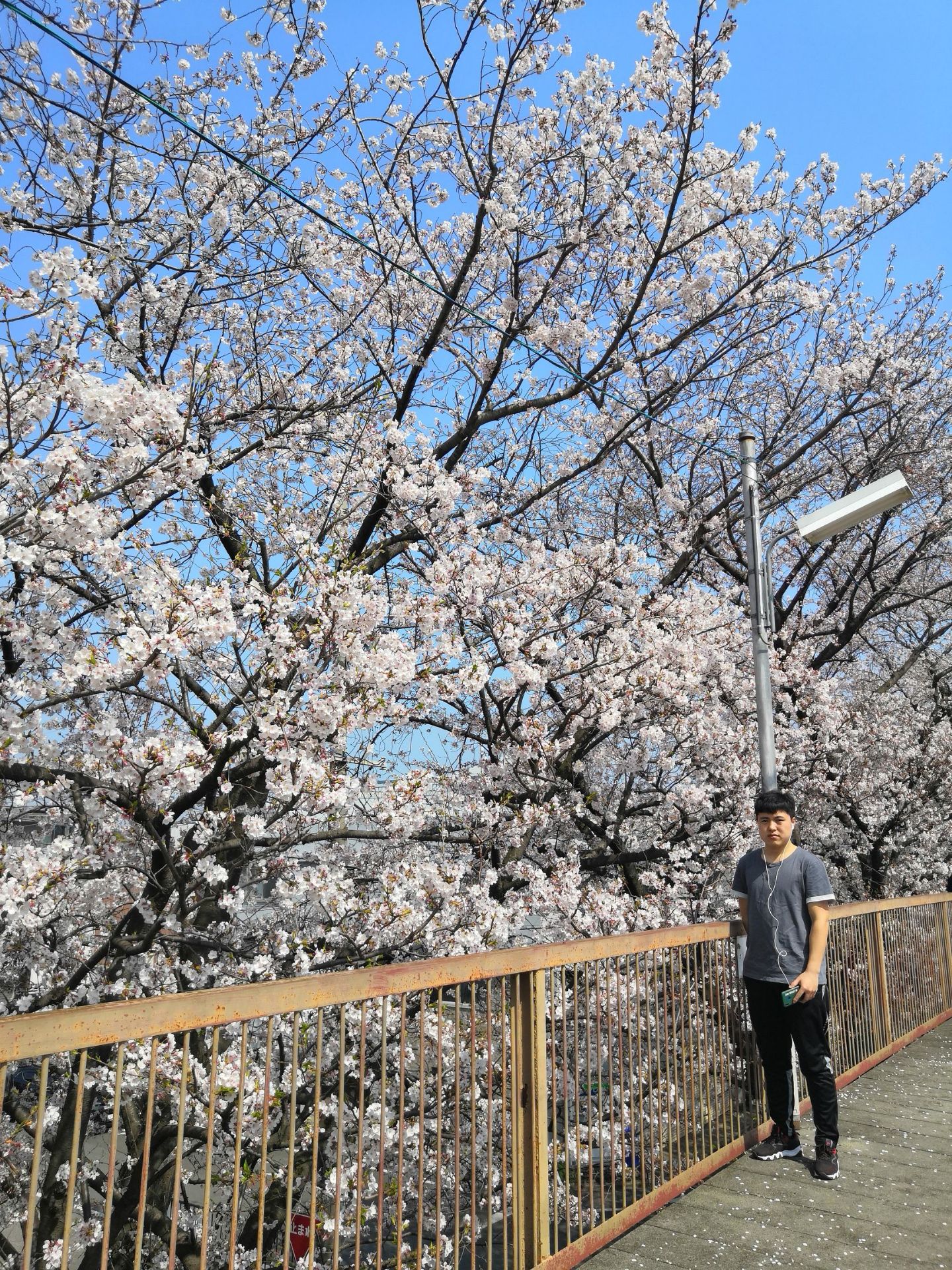 日本的樱花真的很美，风起花飘，风散花落
