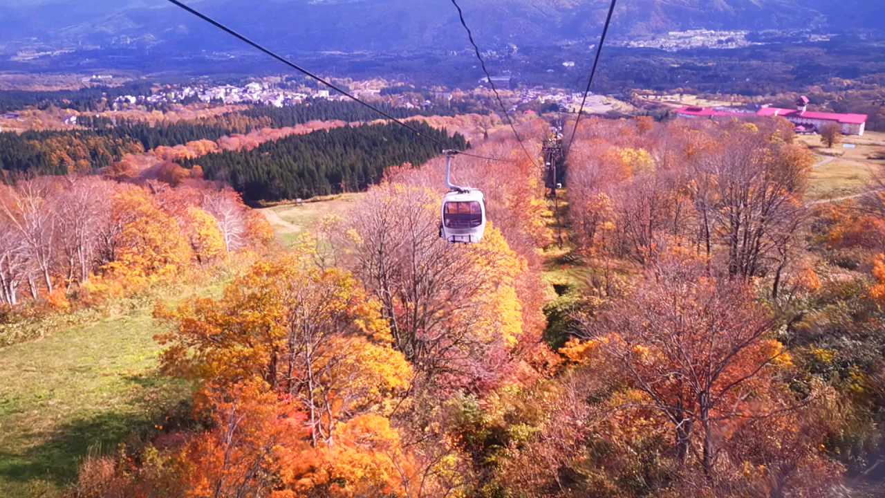 11月初，在  新潟县·日本  ，乘 “  妙高高原缆车  ”， 赏，深秋，最美，枫叶林！