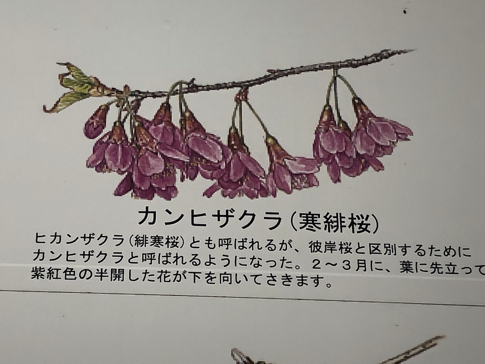 寒緋桜2月报春 日本樱花种类较多，但属于耐不住寂寞的早樱的主要有洁白无瑕的“神崎大島”桜，以及赤血欲