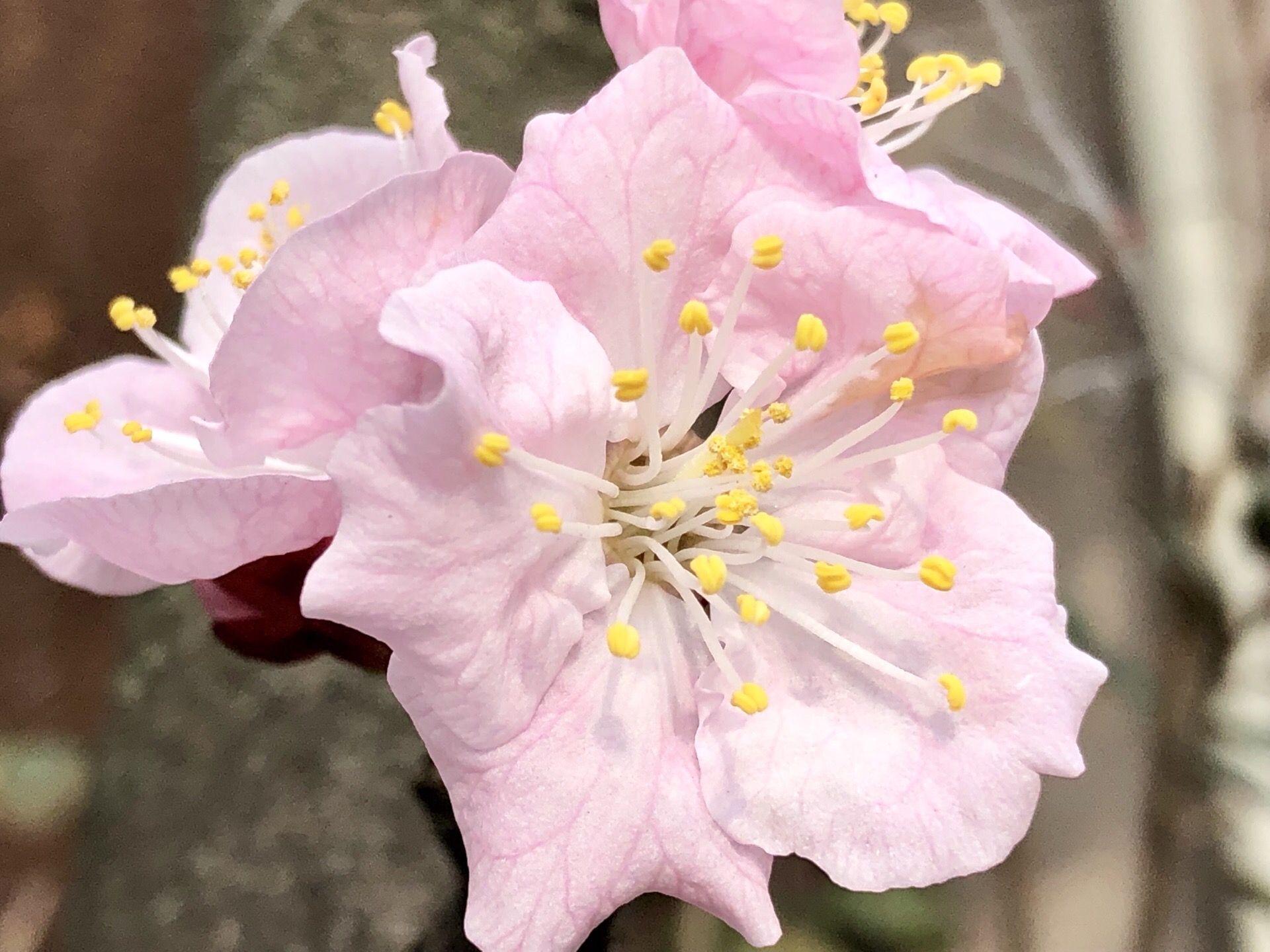 粉樱仙子灿烂登门  今年日本樱花提前开放，街边樱花粉墨登场 又到一年樱花季