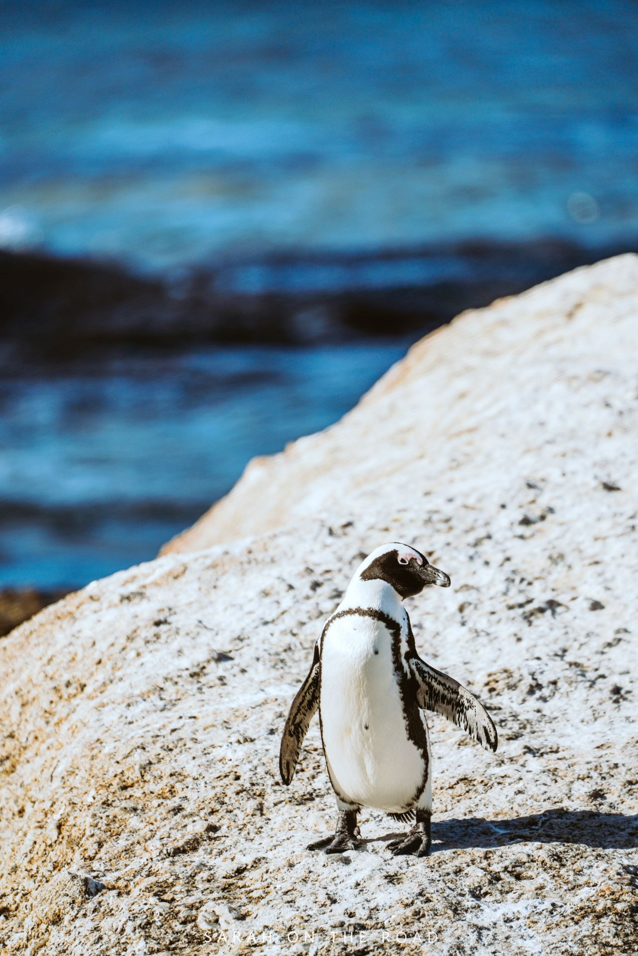 非洲也有小企鹅！在南非开普敦附近的海边小镇西蒙，有一大群呆萌小企鹅，在海滩边玩耍！这里被大家称为企鹅