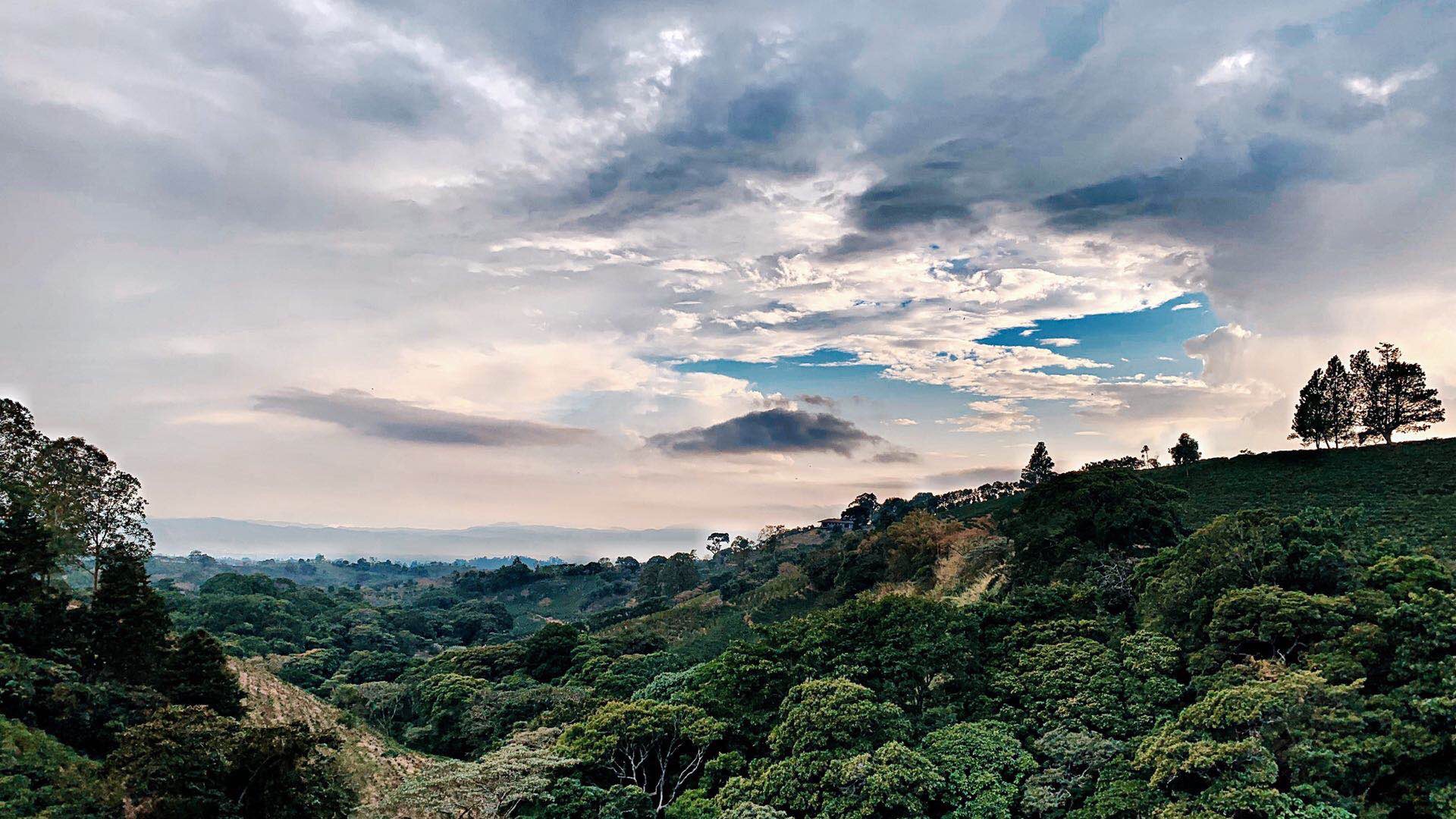 哥斯达黎加首都附近的星巴克咖啡农场 风景绝佳