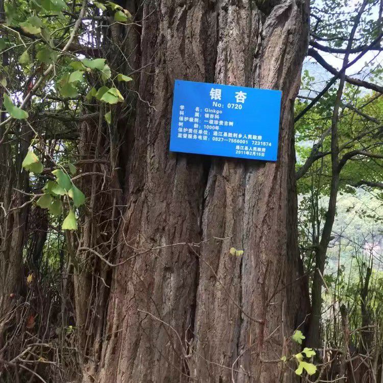 车城广场