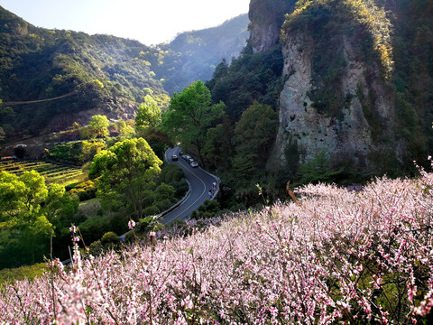 雁荡山灵岩风景区的桃花盛开