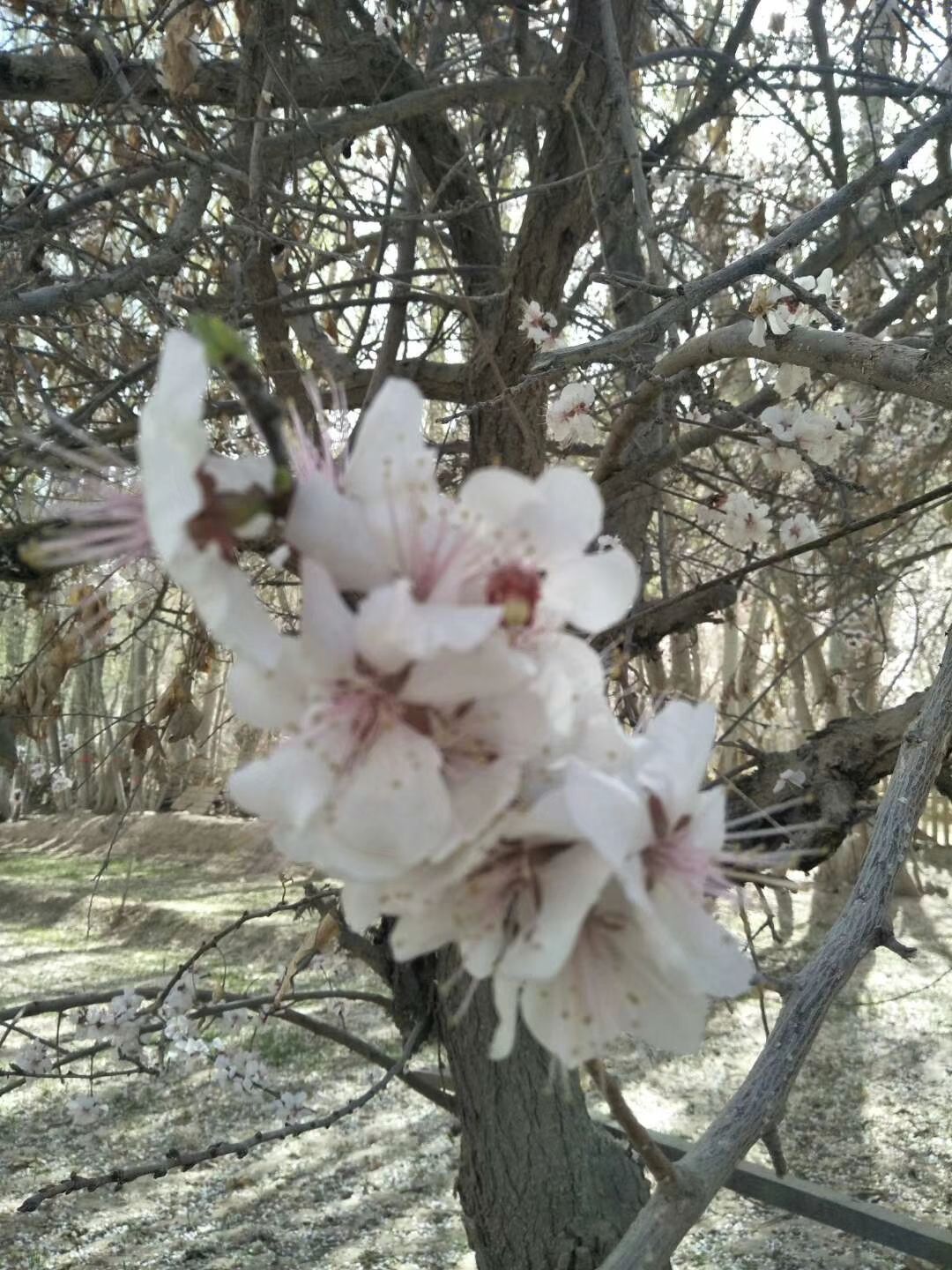 花开了，春天来了