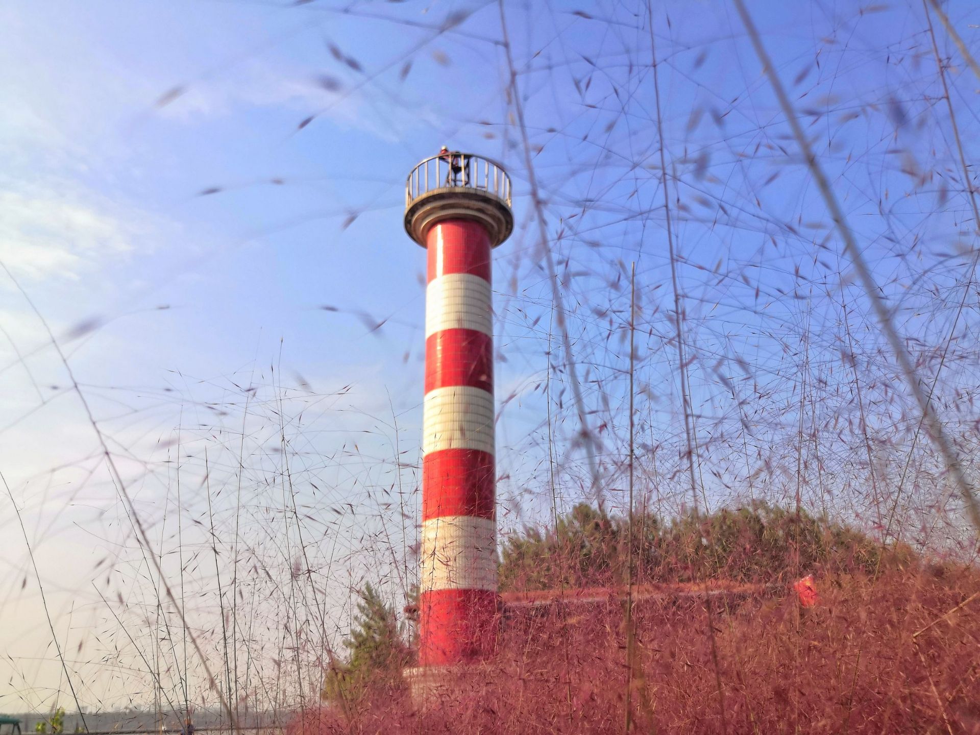 ❤️每年10月下旬，江心洲西岸的一处江堤在秋风中“粉云”飘飘，成片的粉红色植物将堤岸打扮得格外梦幻，