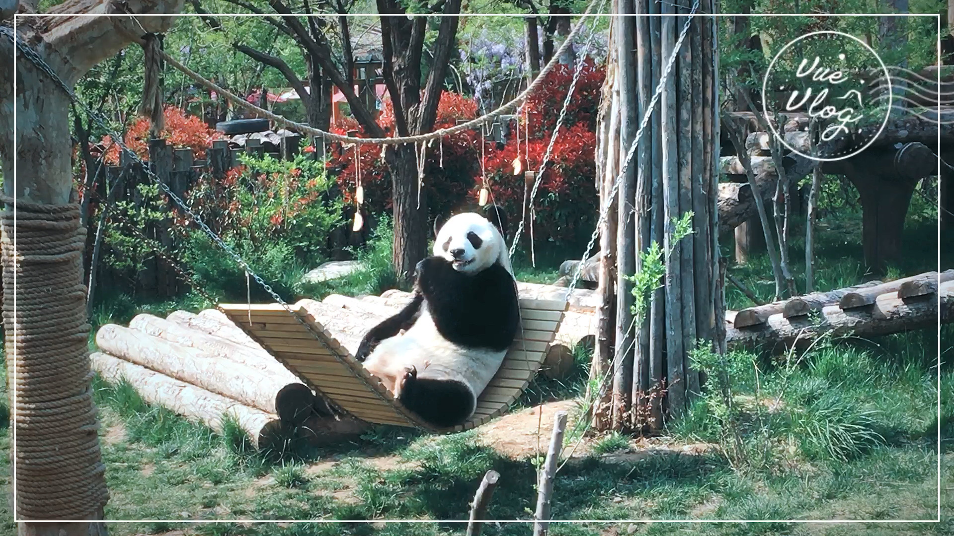 济南野生动物世界 大熊猫馆 经常看到睡觉到睡觉的大熊猫，为了看它吃竹子，我们早晨九点就来到了熊猫馆等