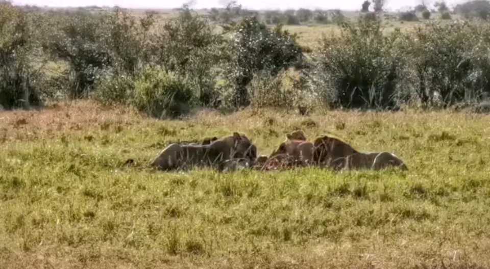 狮群捕食