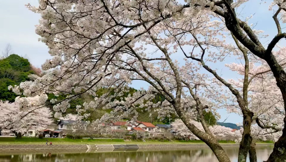 🌸日本岛根私藏绝密小众赏樱胜地，目前尚未有国内旅行团涉足，除了岛根当地人外就连其他地区的日本人几乎都