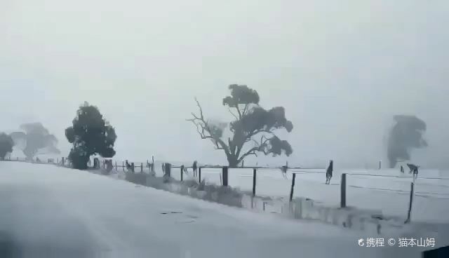 袋鼠们迎来了生命中的第一场雪！  视频转自ODN News。  澳大利亚今年多次发布恶劣天气警报，新