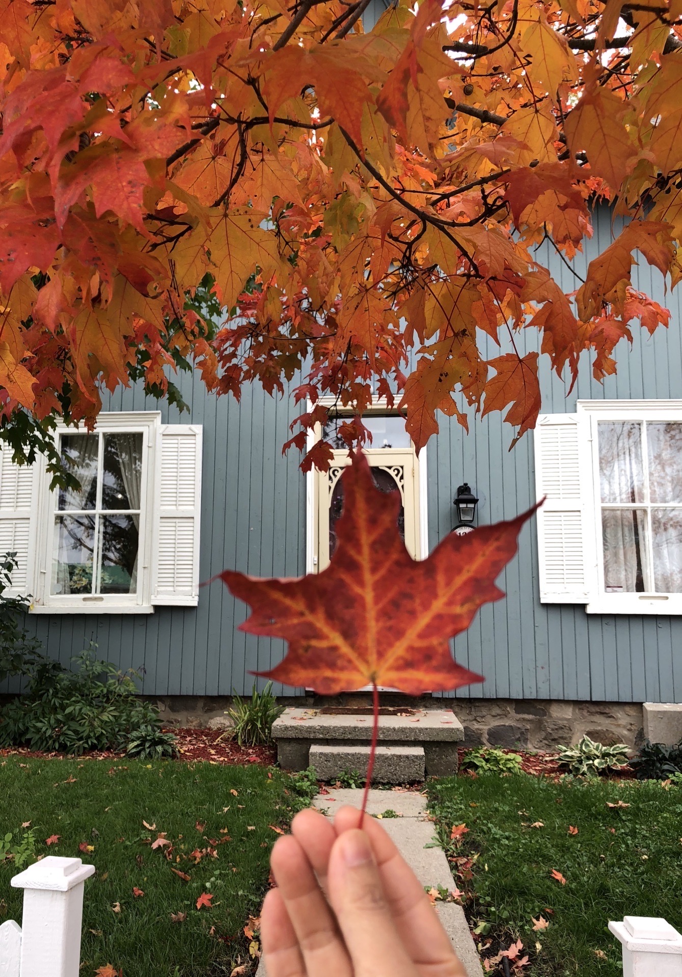 加拿大楓之國，加拿大的秋天很短，深秋的枫叶、不同程度的红、橙、黄、绿，像打翻了的调色盘，慨嘆大自然的