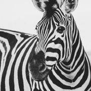 拖延晚期左左酱