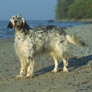 摇着尾巴的狐狸