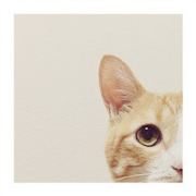 飞天走地游海熊