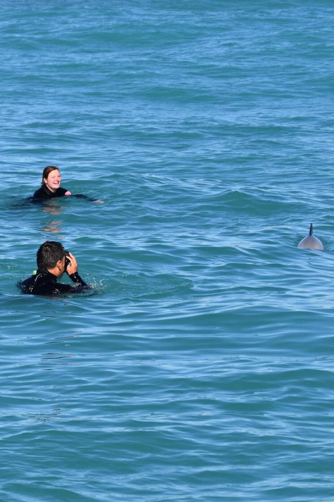 基督城半日游，在阿卡罗阿港与海豚共游嬉戏的感觉真的太奇妙了，NewZealand独有的户外感受，和野