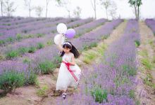 上海薰衣草公园景点图片