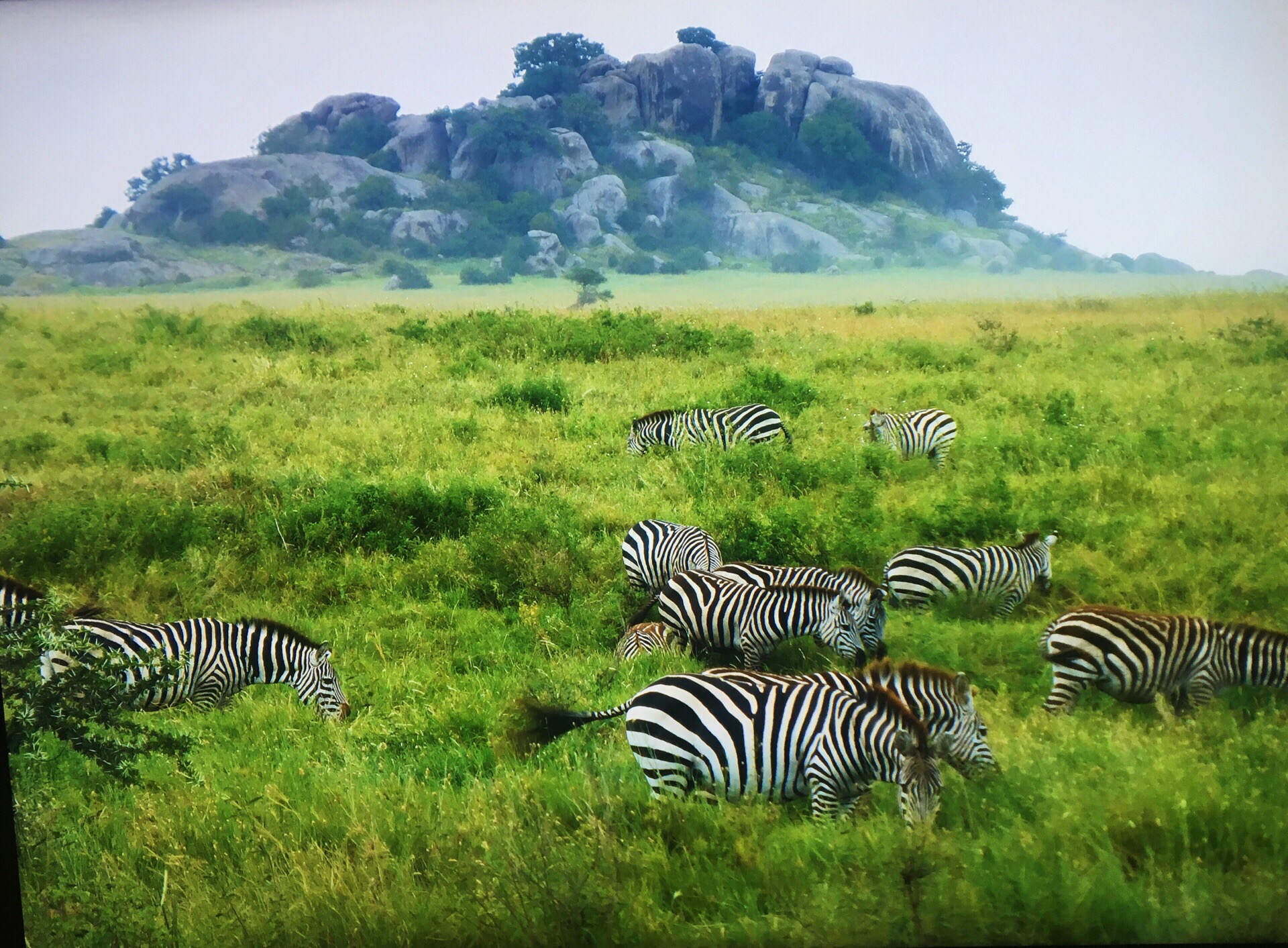 坦桑尼亚 塞伦盖蒂 非洲大陆最广阔的野生动物集聚地  每年都会上演动物大迁徙的壮观场景 我们是201