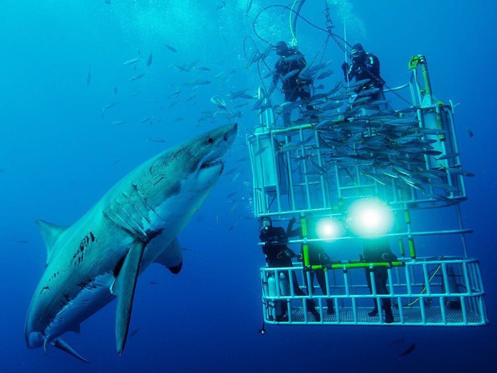 《酷玩世界》07《鲨海》进阶版在半开放式的笼中观赏世界上最大的大白鲨  墨西哥的瓜达卢佩岛是世界上大