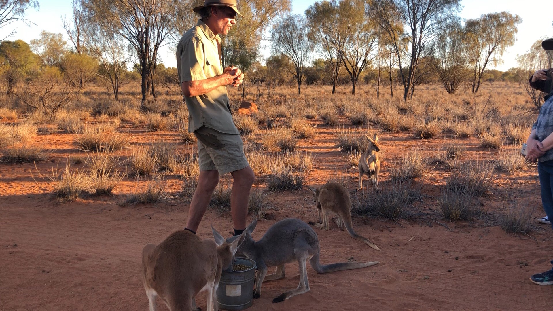 澳大利亚北领地-爱丽丝泉的袋鼠庇护站，Chris讲述筋肉袋鼠Roger的故事
