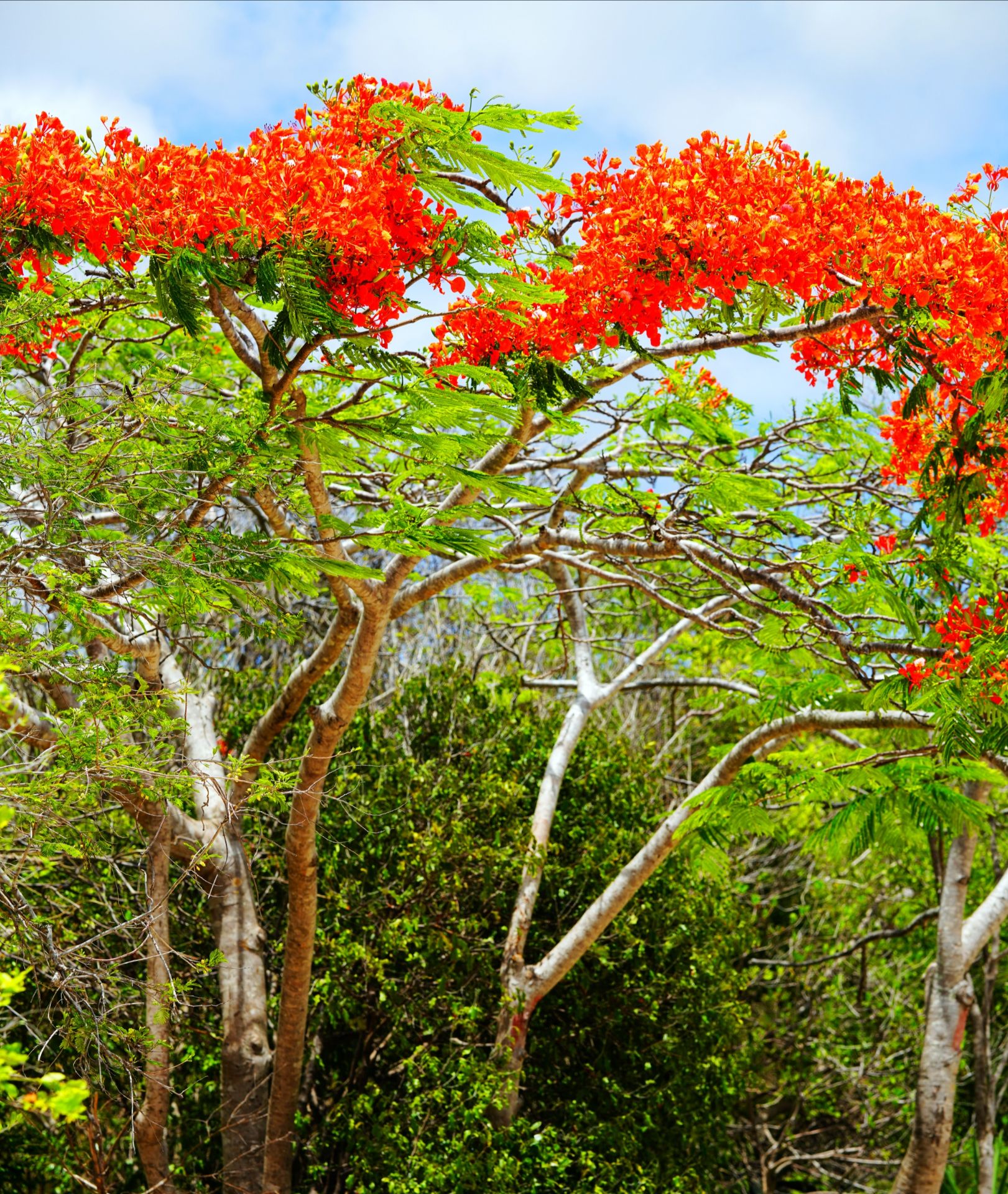 相遇马达加斯加“神树”和国花——香草四岛国巡航⑮  出发前突然得知邮轮在马达加斯加增停一个港口，这对