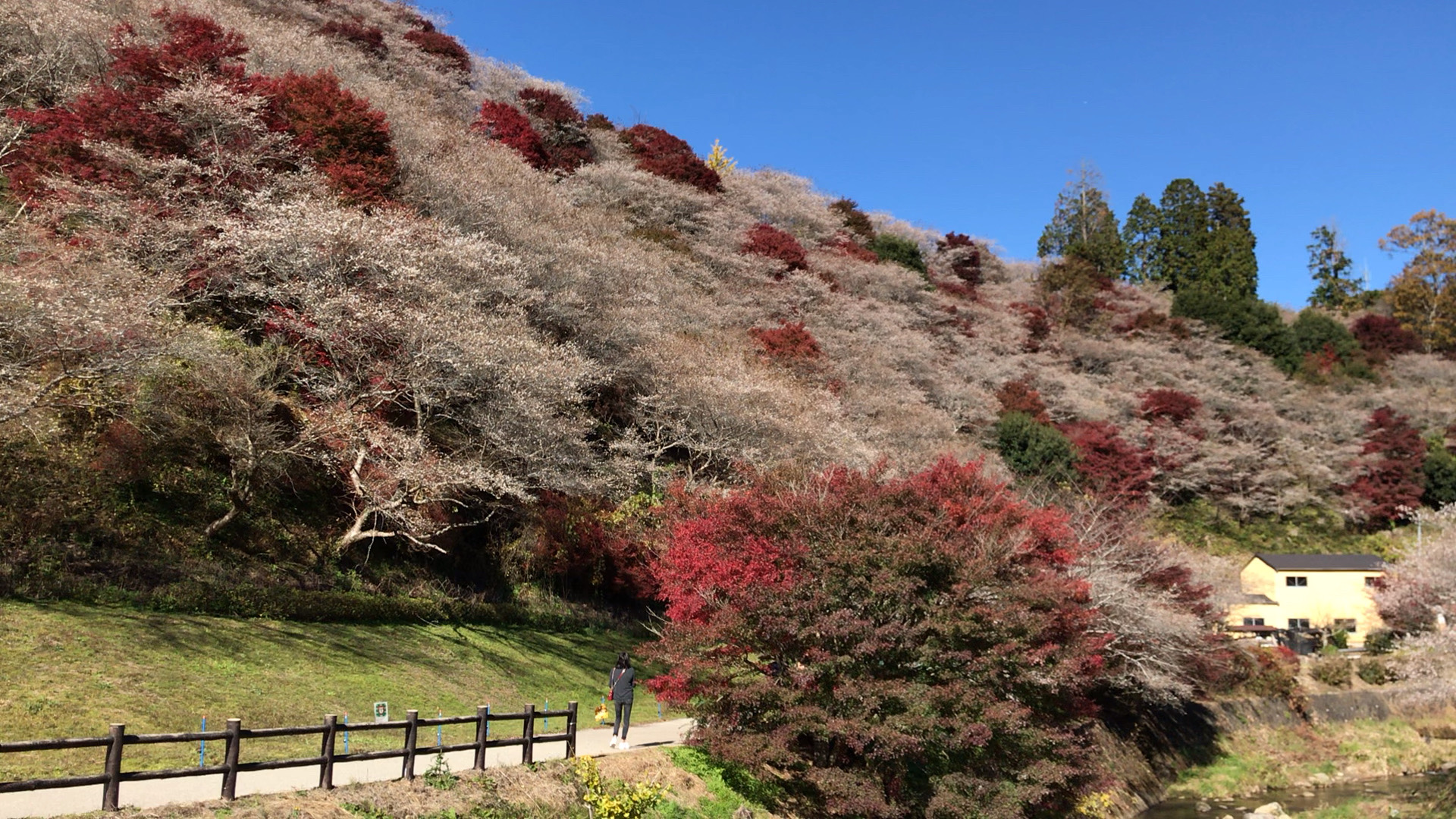 见川药师寺。秋樱🌸与红枫🍁满山岗。