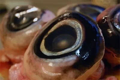 金枪鱼眼，中国人喜欢金枪鱼刺身，而日本人则习惯连鱼眼也一并吃掉，实际上，鱼眼是含骨胶原最丰富的部分，