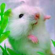 我的經典小人生