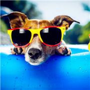 一只在路上的老虎