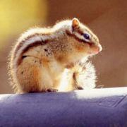 赵大爷和鳗鱼兄