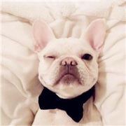 认真活的小白鸡