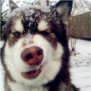 开心开心加恭喜