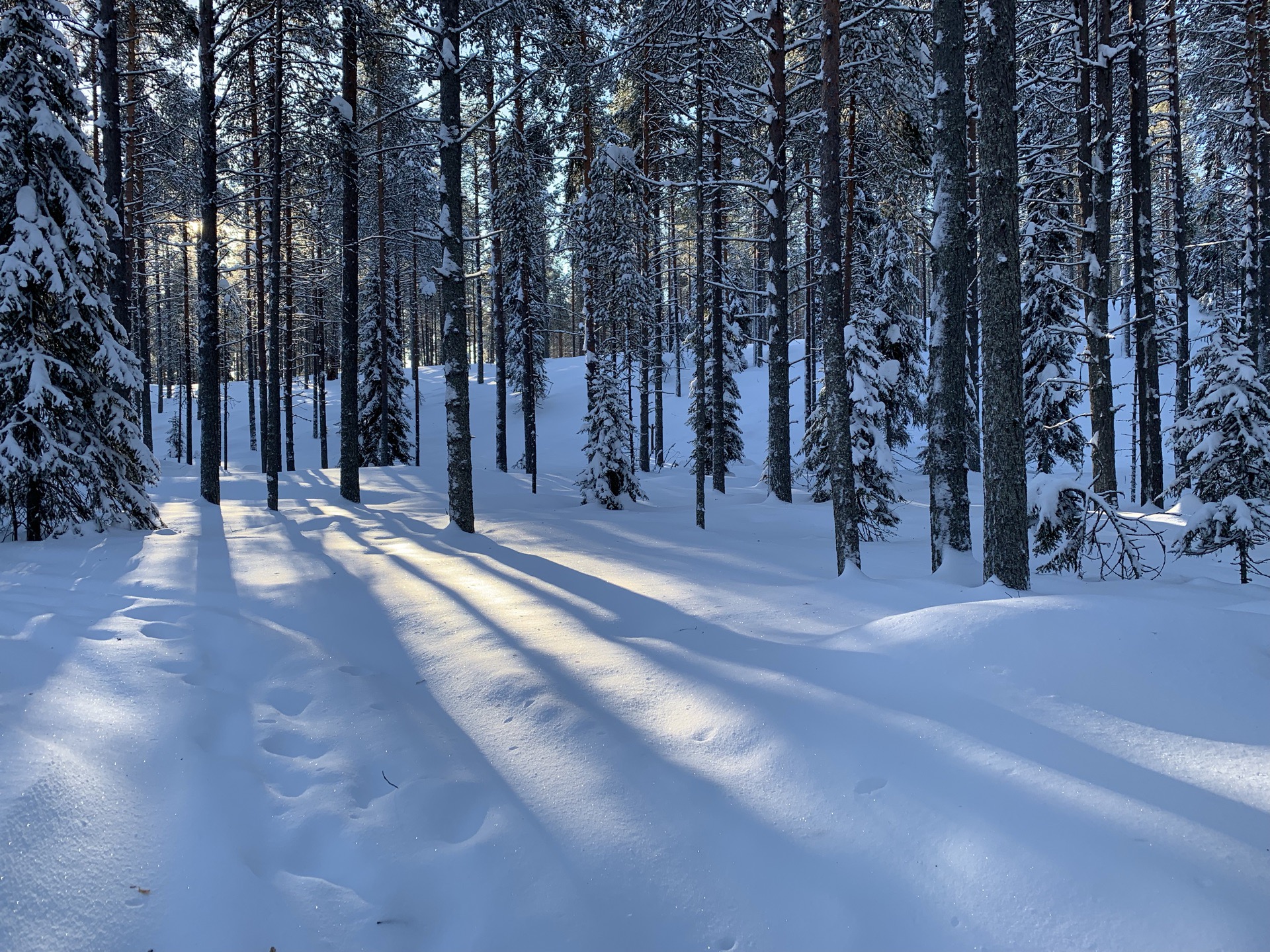 芬兰🇫🇮库萨莫的森林