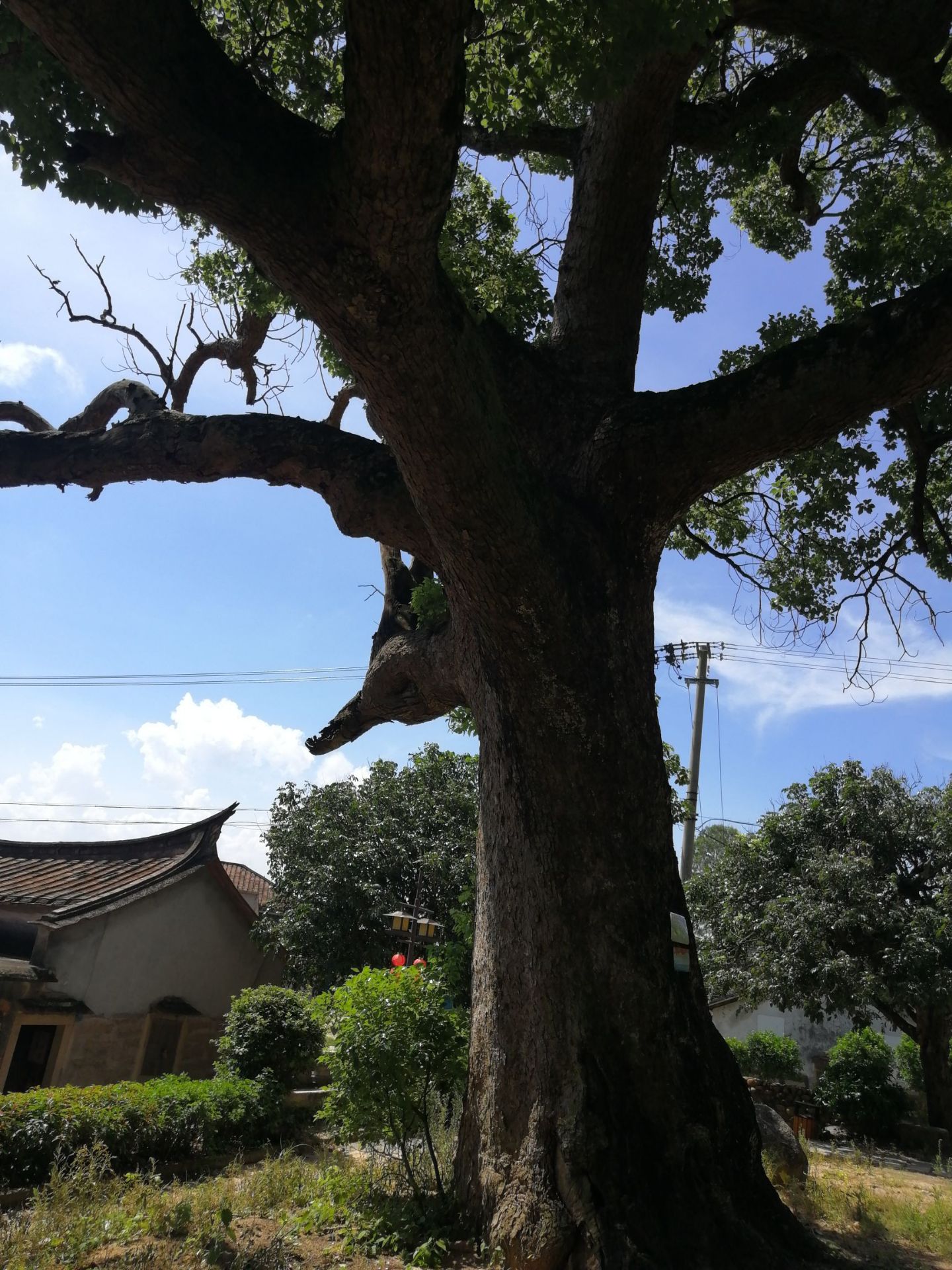古樟树群