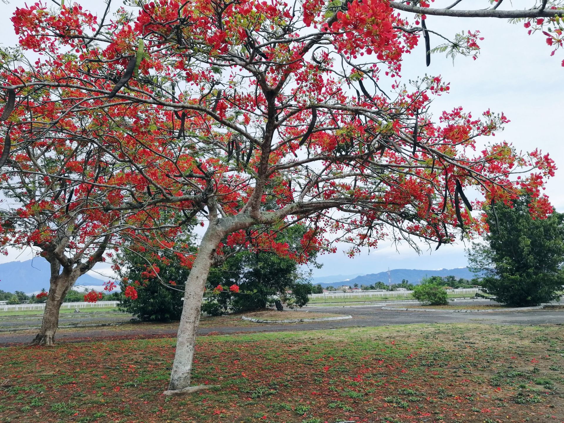 这里是东南亚！近赤道热带雨林海洋气候！到处都是彩色的！真的发现了有这样如此鲜艳的红！红的能改变你的三