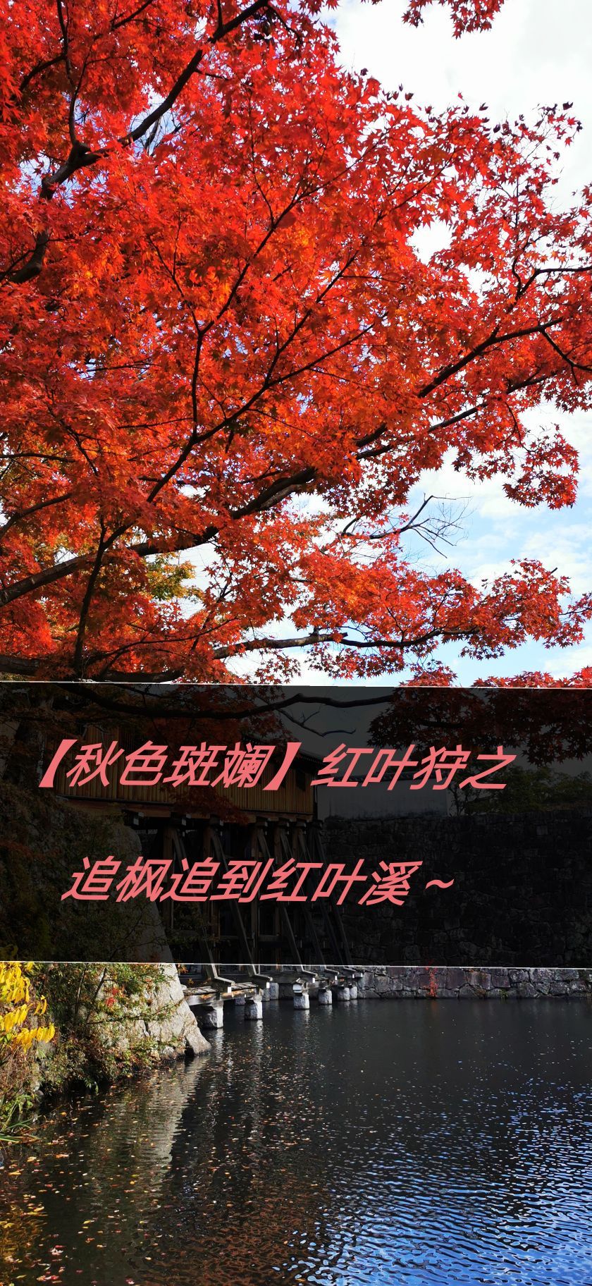 【秋色斑斓】红叶狩之12：追枫追到红叶溪，和歌山城小庭院～