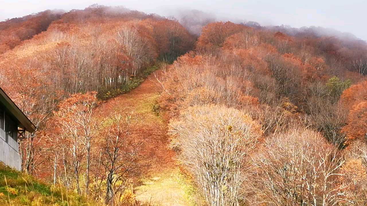 11月初，在  新潟县·日本  ，乘 “  妙高高原缆车  ” 上山，尋，“ 妙高高原 ”，深秋，最