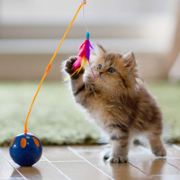 黄小丫阿黄小丫