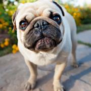 特殊的魅力与气势